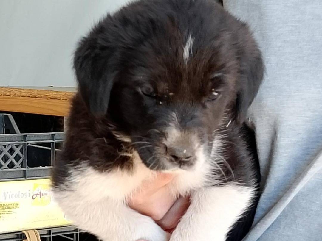Adotta un cane, femmina, 3 mesi, Siracusa