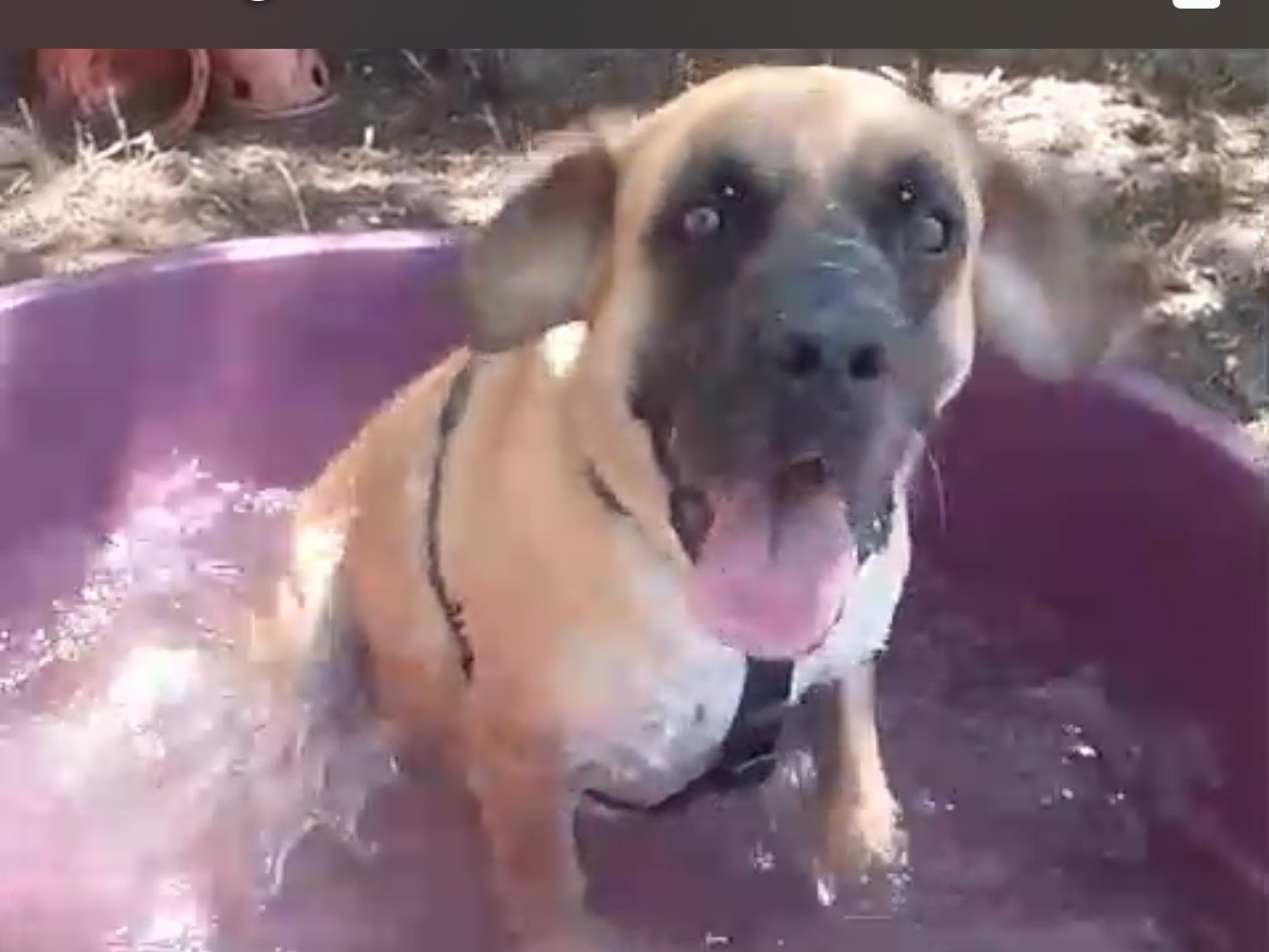 Adotta un cane, taglia media, maschio, Caserta