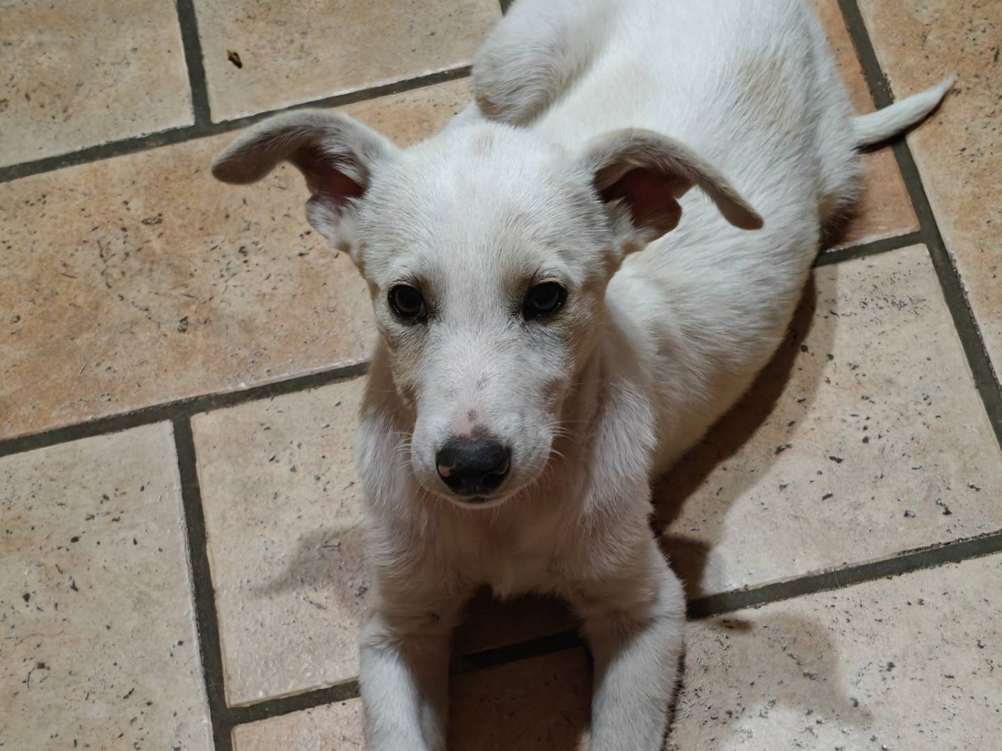 Vuoi adottare un cane a Savona?