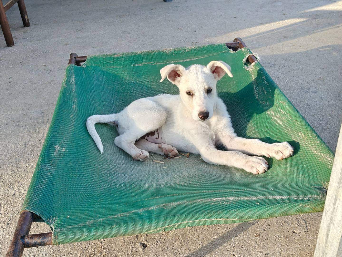Adotta un cane, taglia media, femmina, Savona