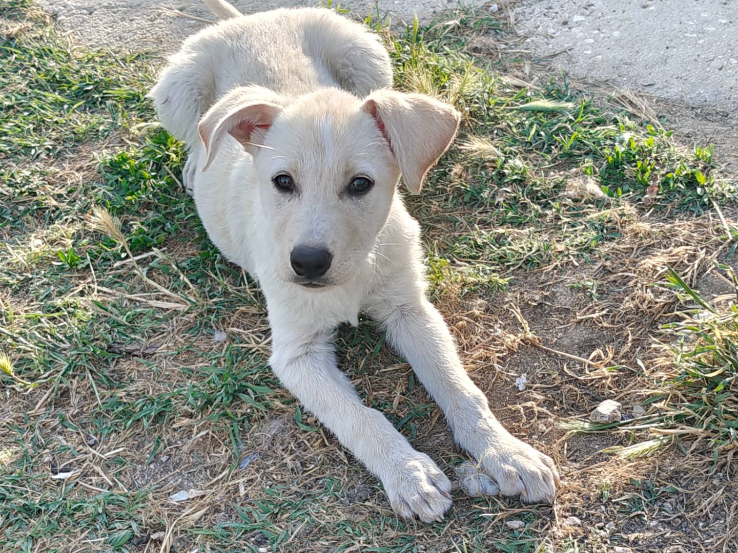 Adotta un cane, femmina, 3 mesi, Savona