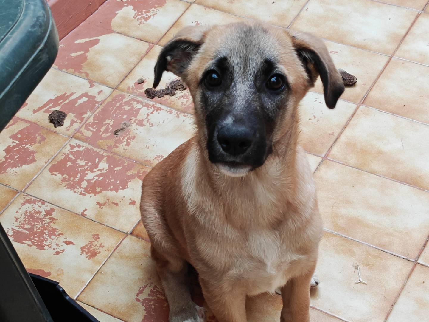 Vuoi adottare un cane a Varese?