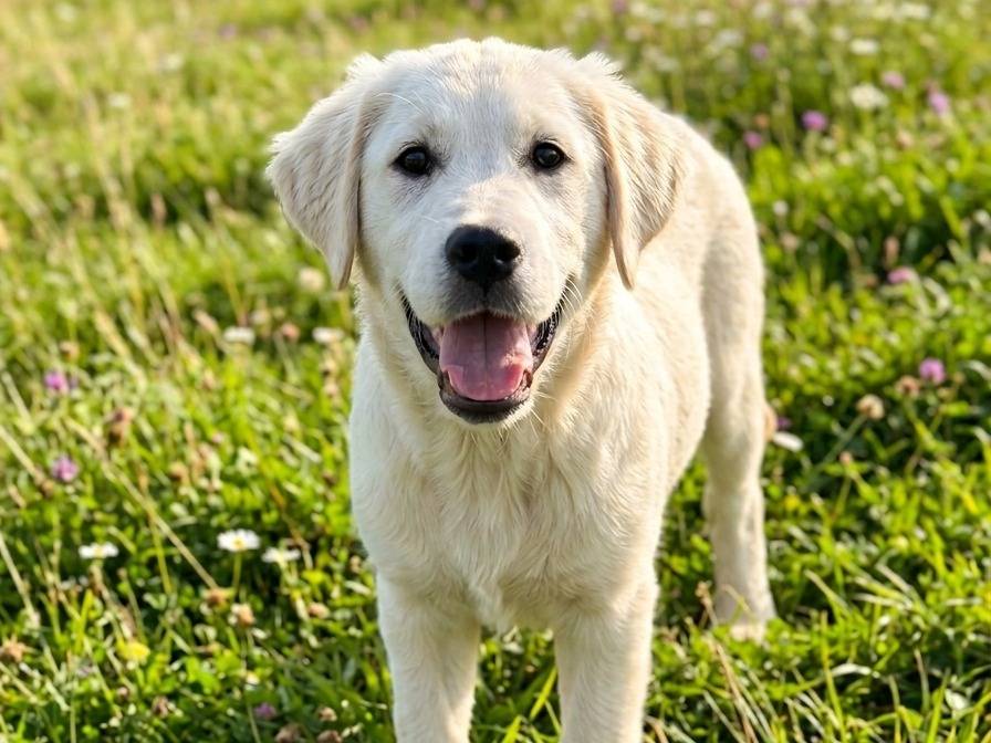 Adotta un cane, maschio, 6 mesi, Potenza