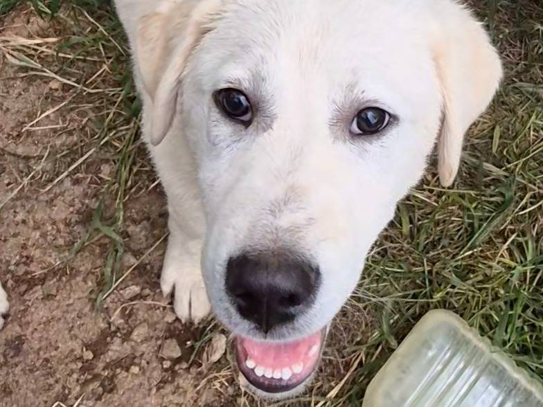 Adotta un cane, taglia grande, maschio, Potenza