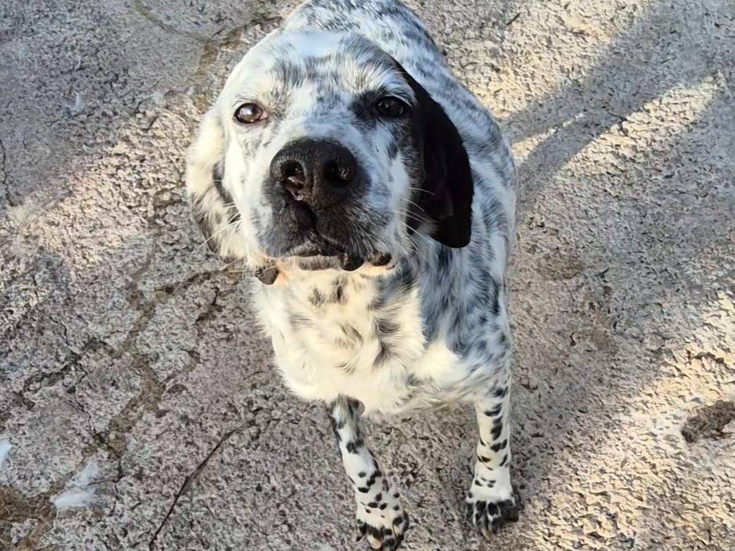 Adozione cane, maschio, Setter Inglese Razza sconosciuta, 2 anni e 9 mesi, taglia media, Potenza