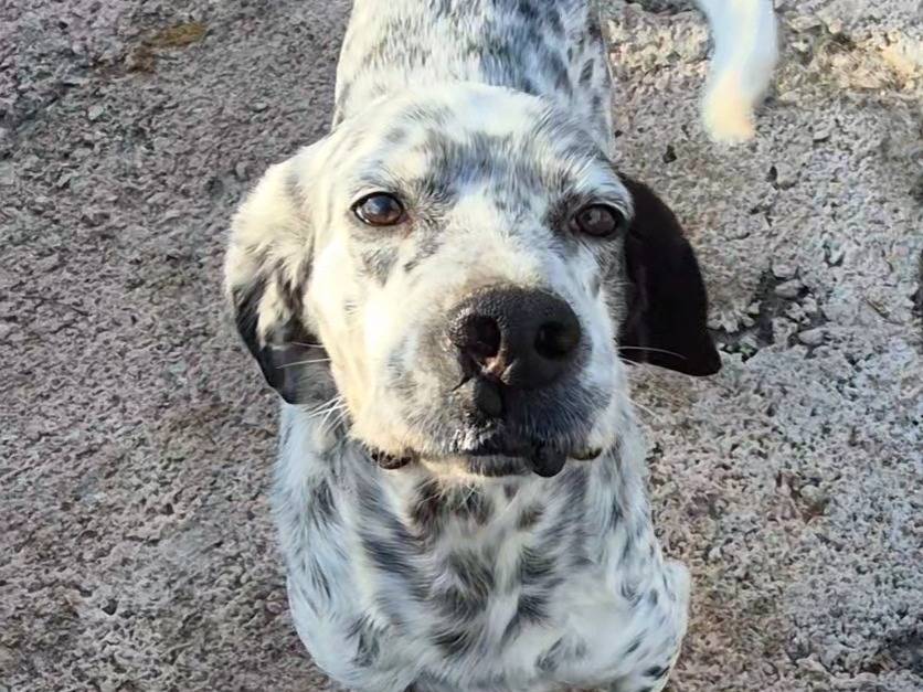 Adotta un cane, maschio, 2 anni e 9 mesi, Potenza