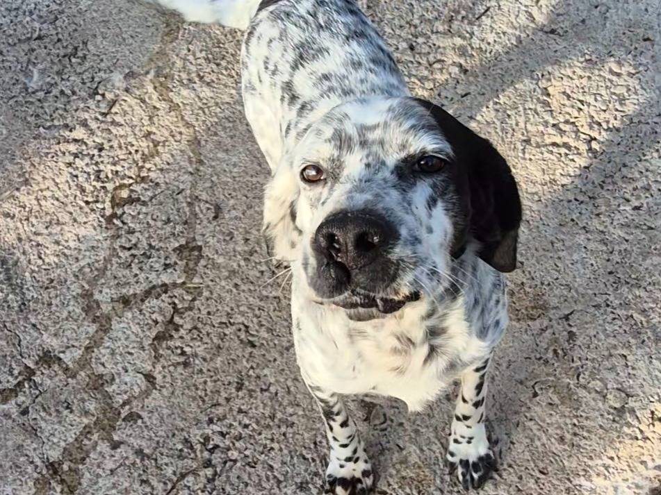 Adotta un cane, taglia media, maschio, Potenza