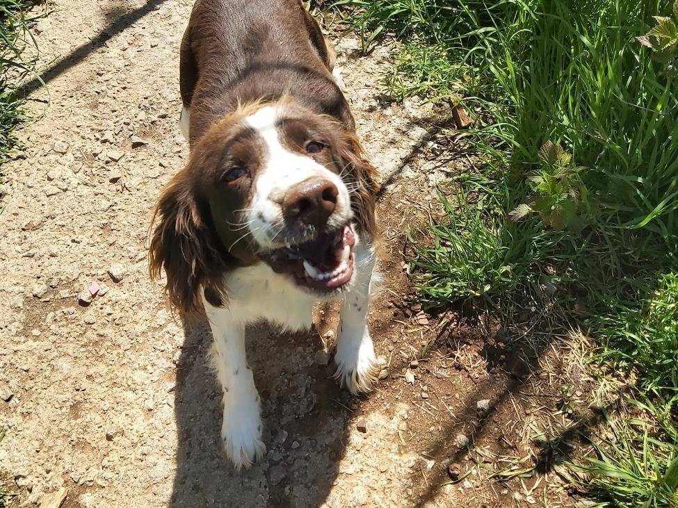 Adozione cane, maschio, Spaniel Razza sconosciuta, 4 anni e 8 mesi, taglia media, Potenza