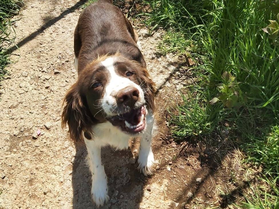Adotta un cane, maschio, 4 anni e 8 mesi, Potenza