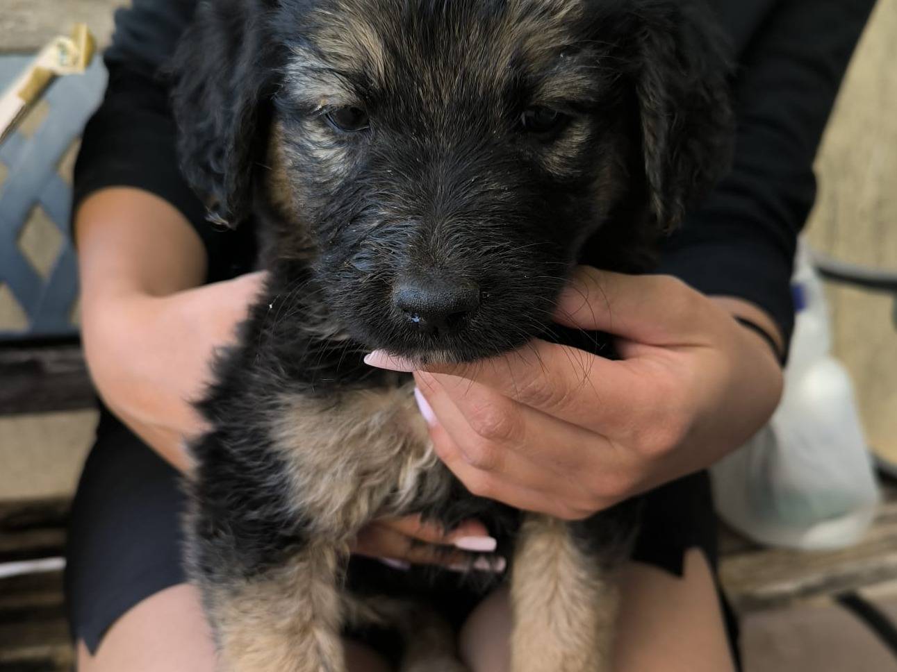 Adozione cane, femmina, Razza sconosciuta Razza sconosciuta, 2 mesi, taglia piccola, Trapani