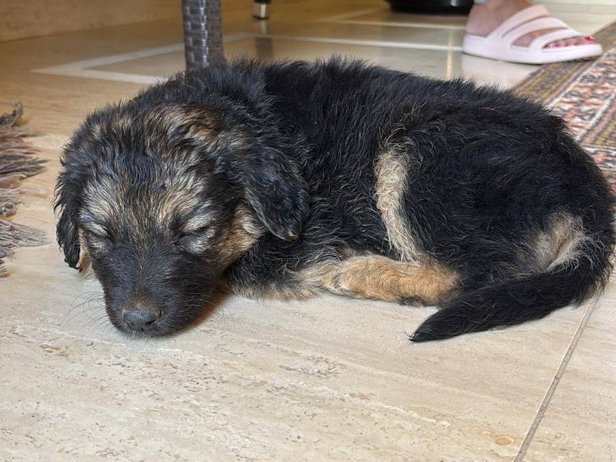 Adotta un cane, femmina, 2 mesi, Trapani