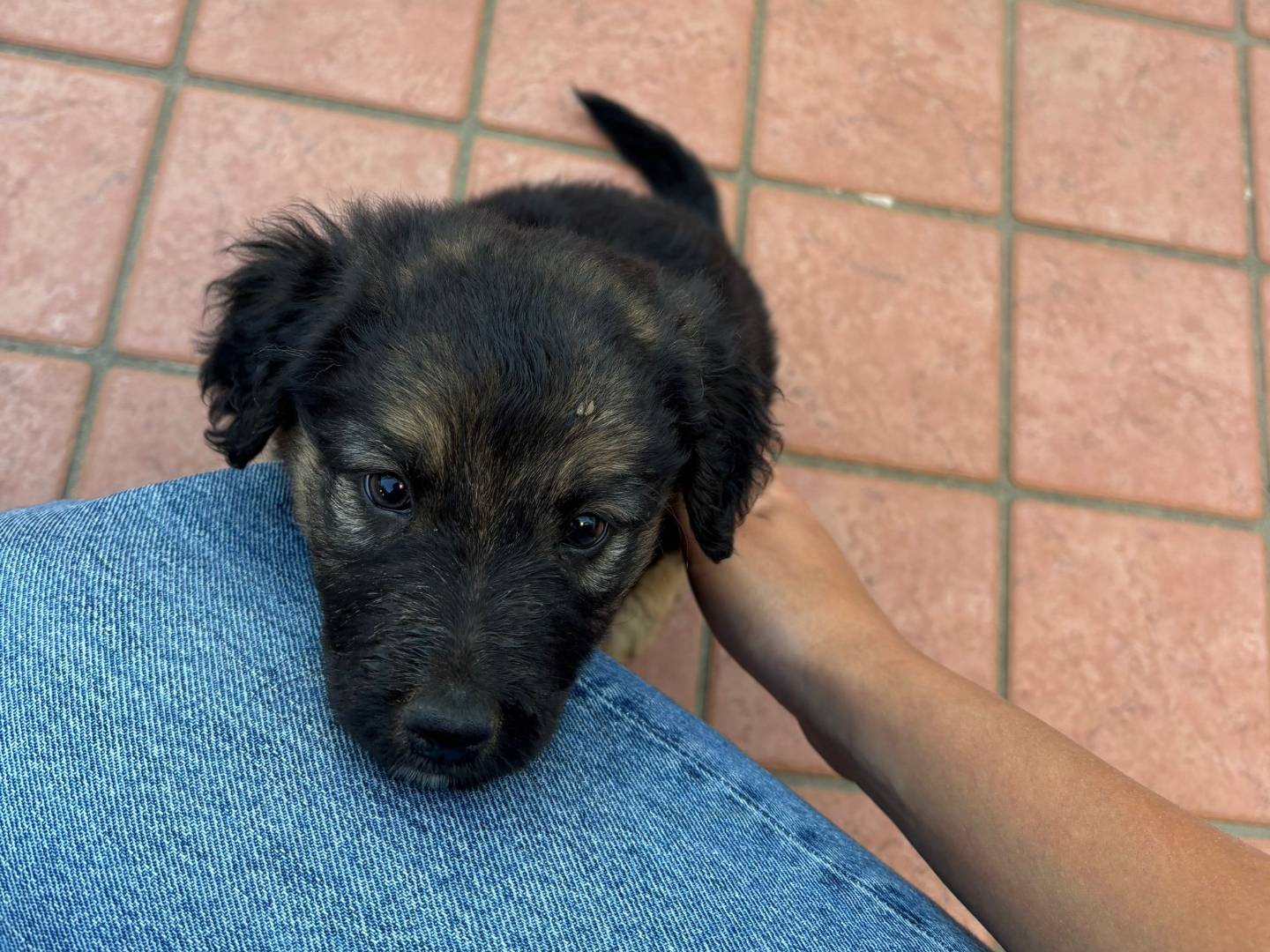 Adotta un cane, taglia piccola, femmina, Trapani