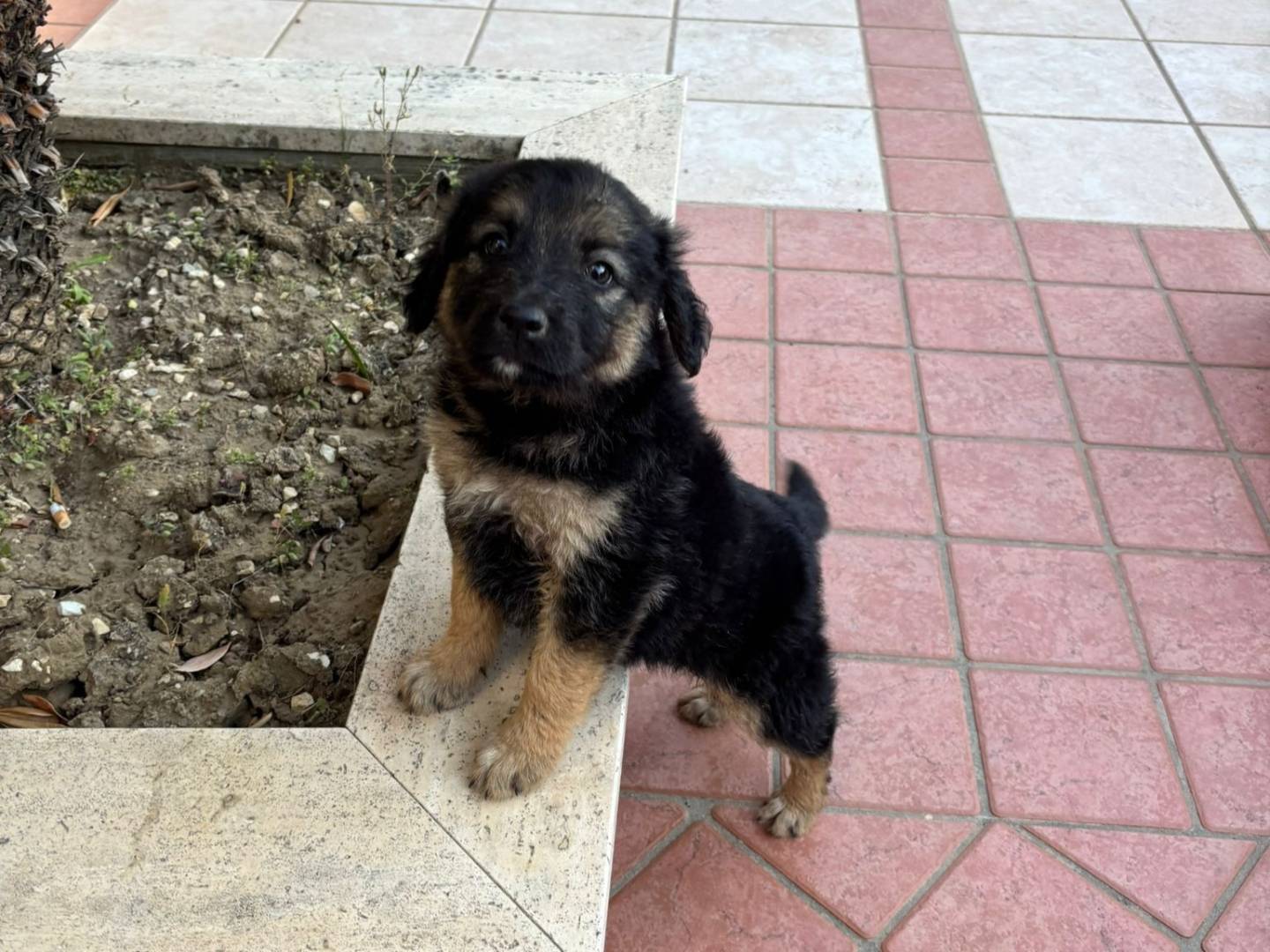 Vuoi adottare un cane a Trapani?