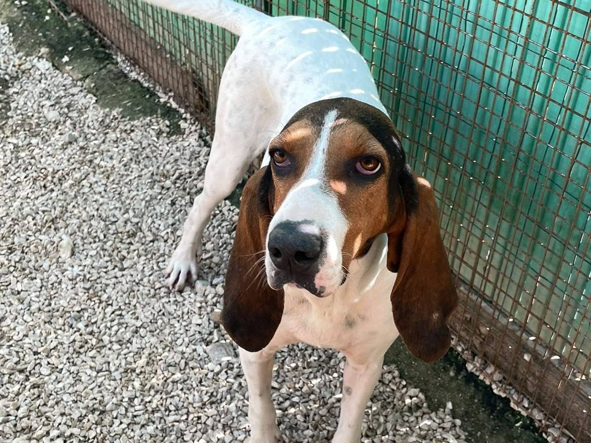 Adotta un cane, taglia media, femmina, Frosinone