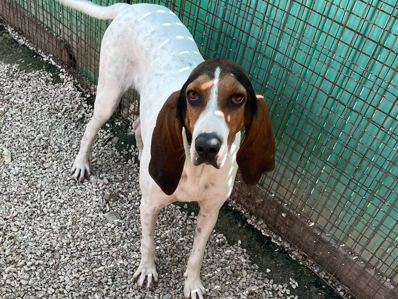 Adozione cane, femmina, Segugio Bracco, 1 anno e 6 mesi, taglia media, Frosinone