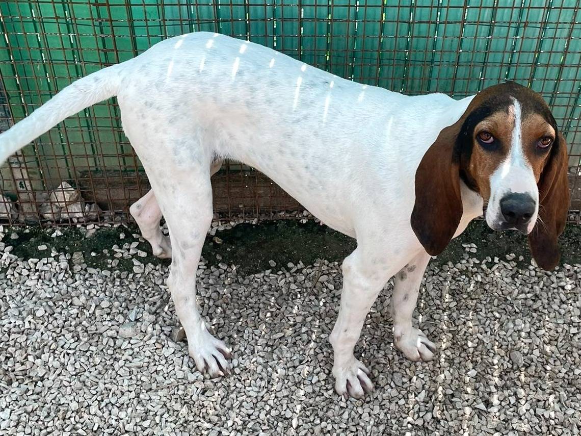 Adotta un cane, femmina, 1 anno e 6 mesi, Frosinone