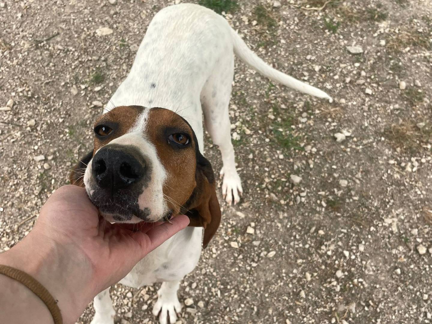 Vuoi adottare un cane a Frosinone?
