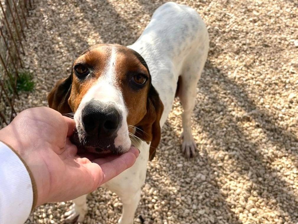 Adotta il cane PENNY a Frosinone