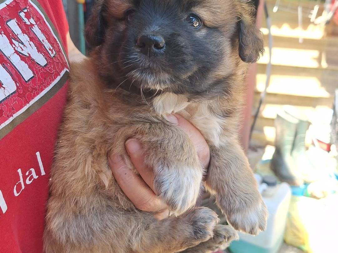 Adozione cane, maschio, Razza sconosciuta Razza sconosciuta, 1 mesi, taglia media contenuta, Catanzaro