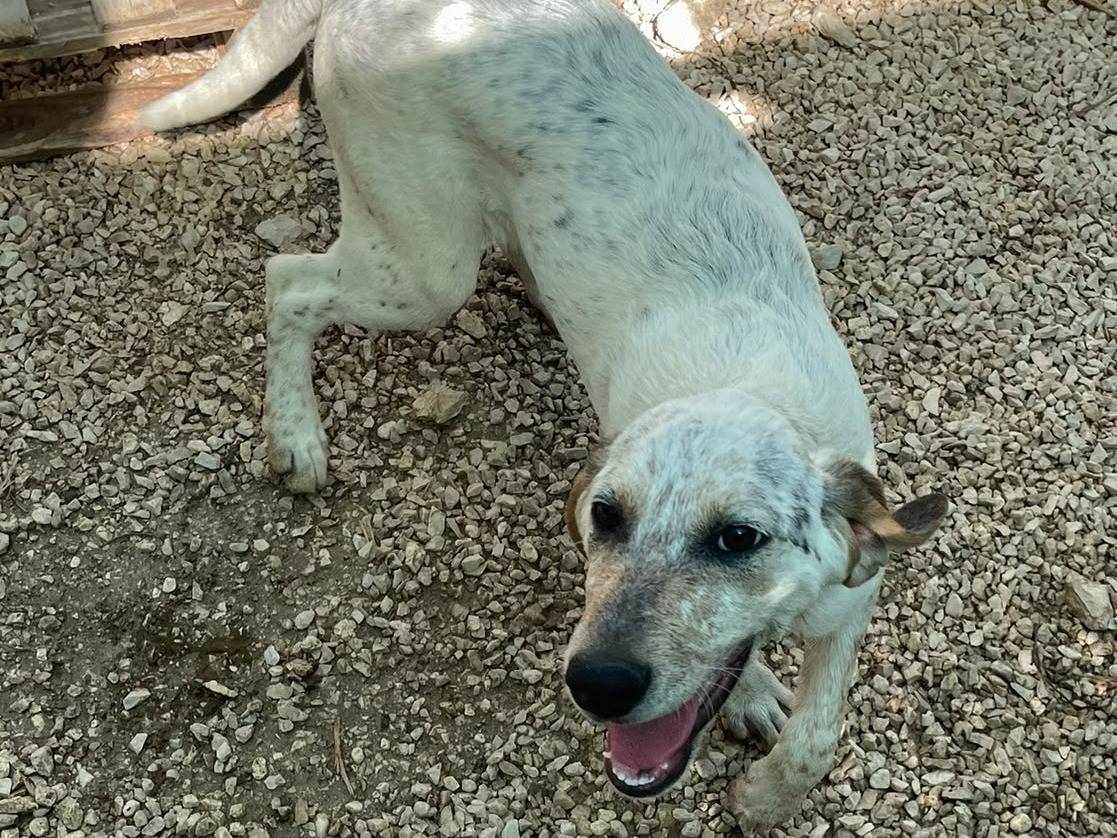 Adozione cane, femmina, Segugio Razza sconosciuta, 3 mesi, taglia media, Frosinone
