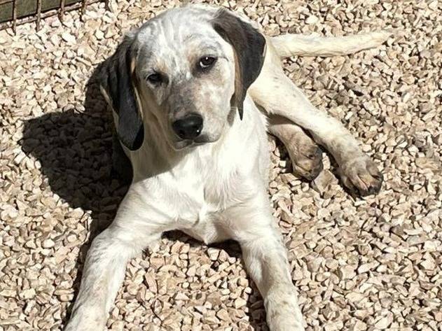 Adotta un cane, femmina, 3 mesi, Frosinone