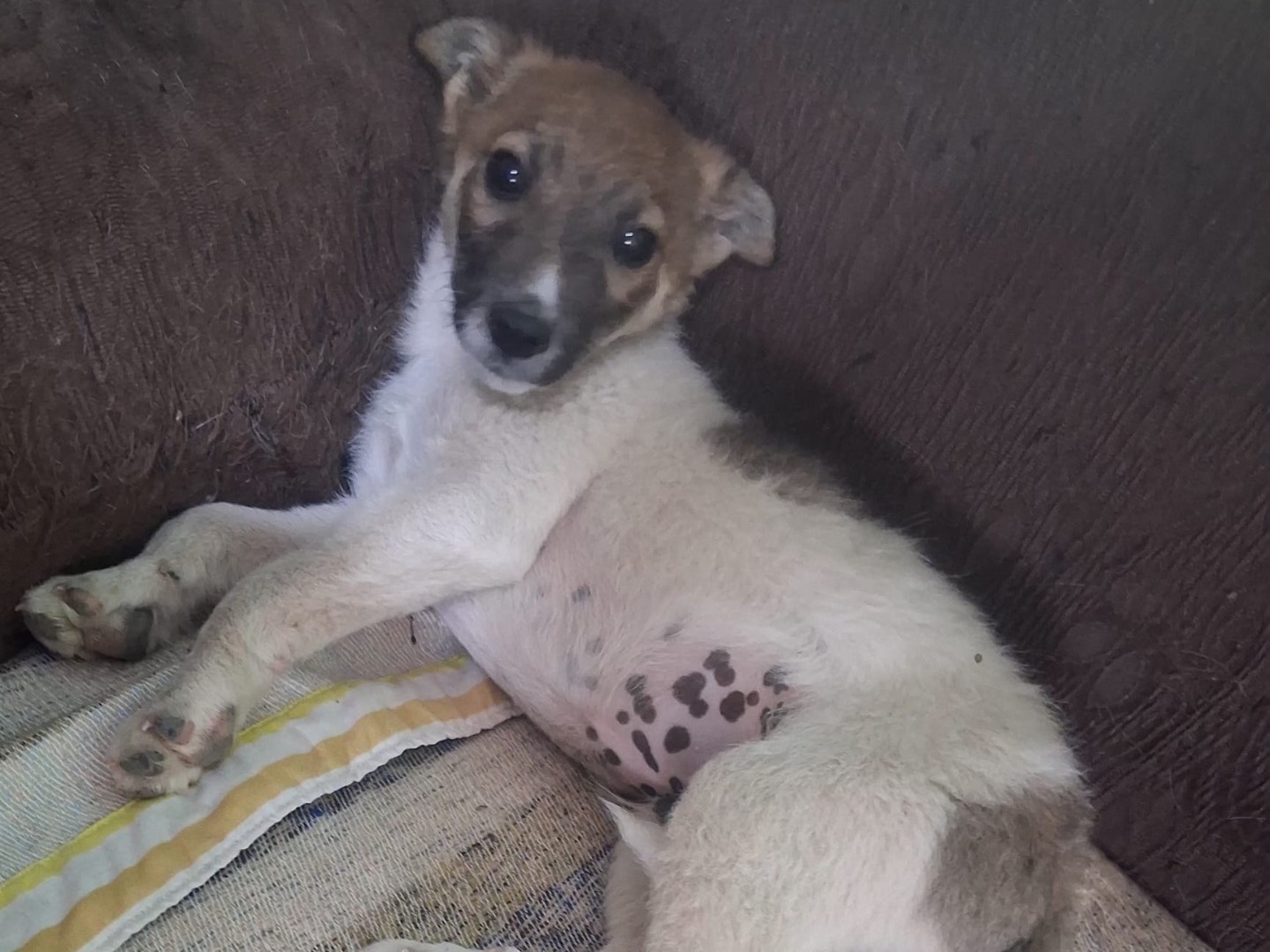 Adozione cane, maschio, Razza sconosciuta Razza sconosciuta, 2 mesi, taglia media contenuta, Bolzano