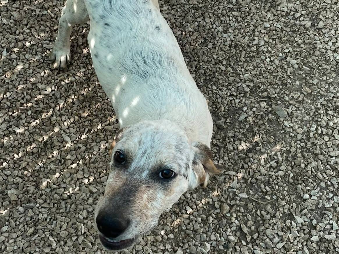 Adotta un cane, taglia media, femmina, Frosinone