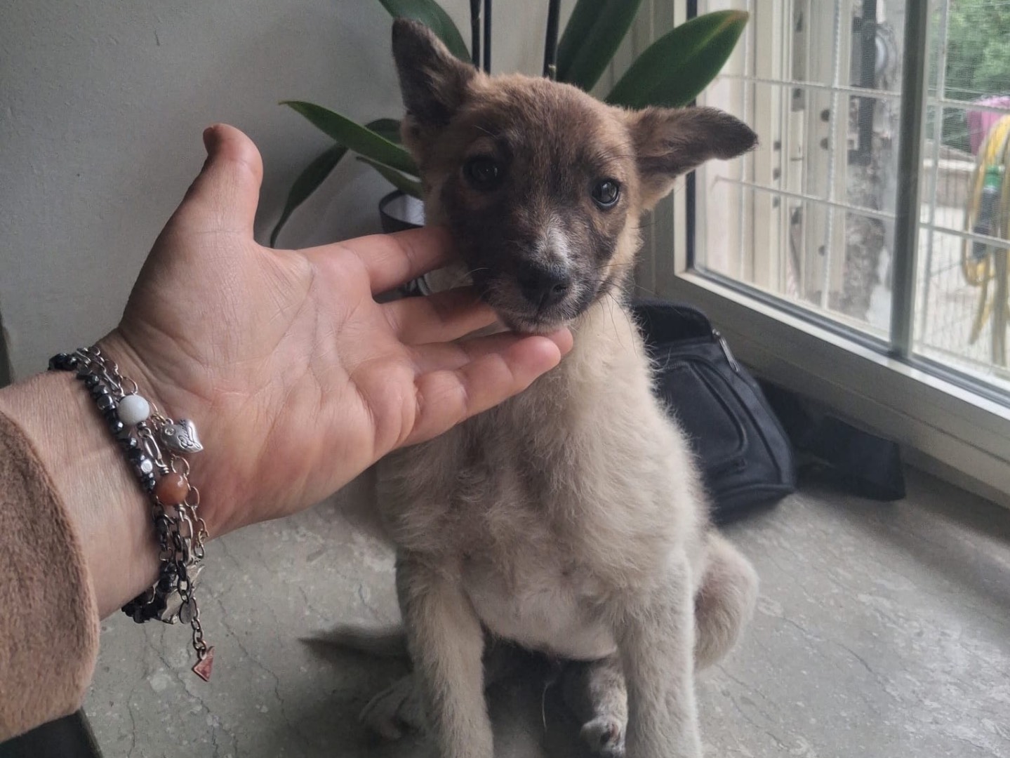 Adotta un cane, maschio, 2 mesi, Bolzano