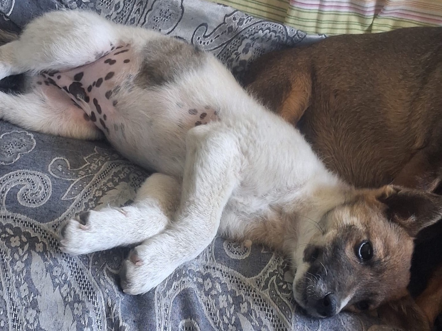 Adotta un cane, taglia media contenuta, maschio, Bolzano