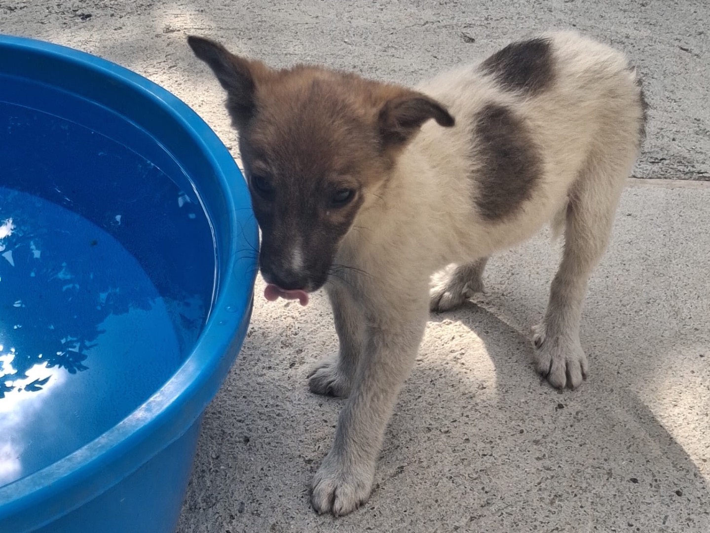 Vuoi adottare un cane a Bolzano?