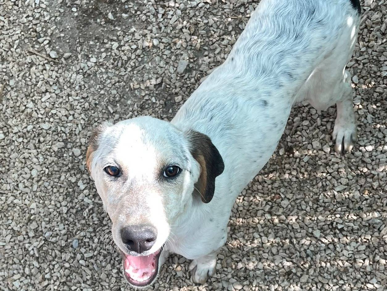 Vuoi adottare un cane a Frosinone?