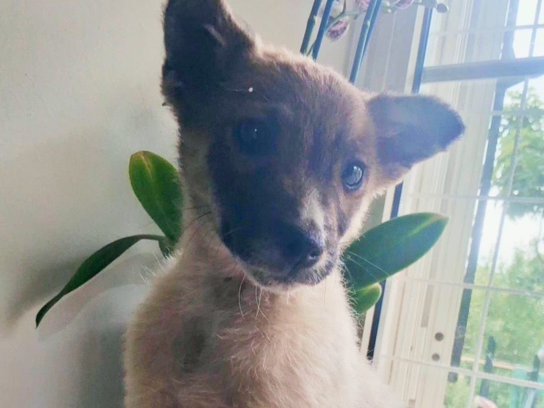 Adotta il cane Freccia a Bolzano