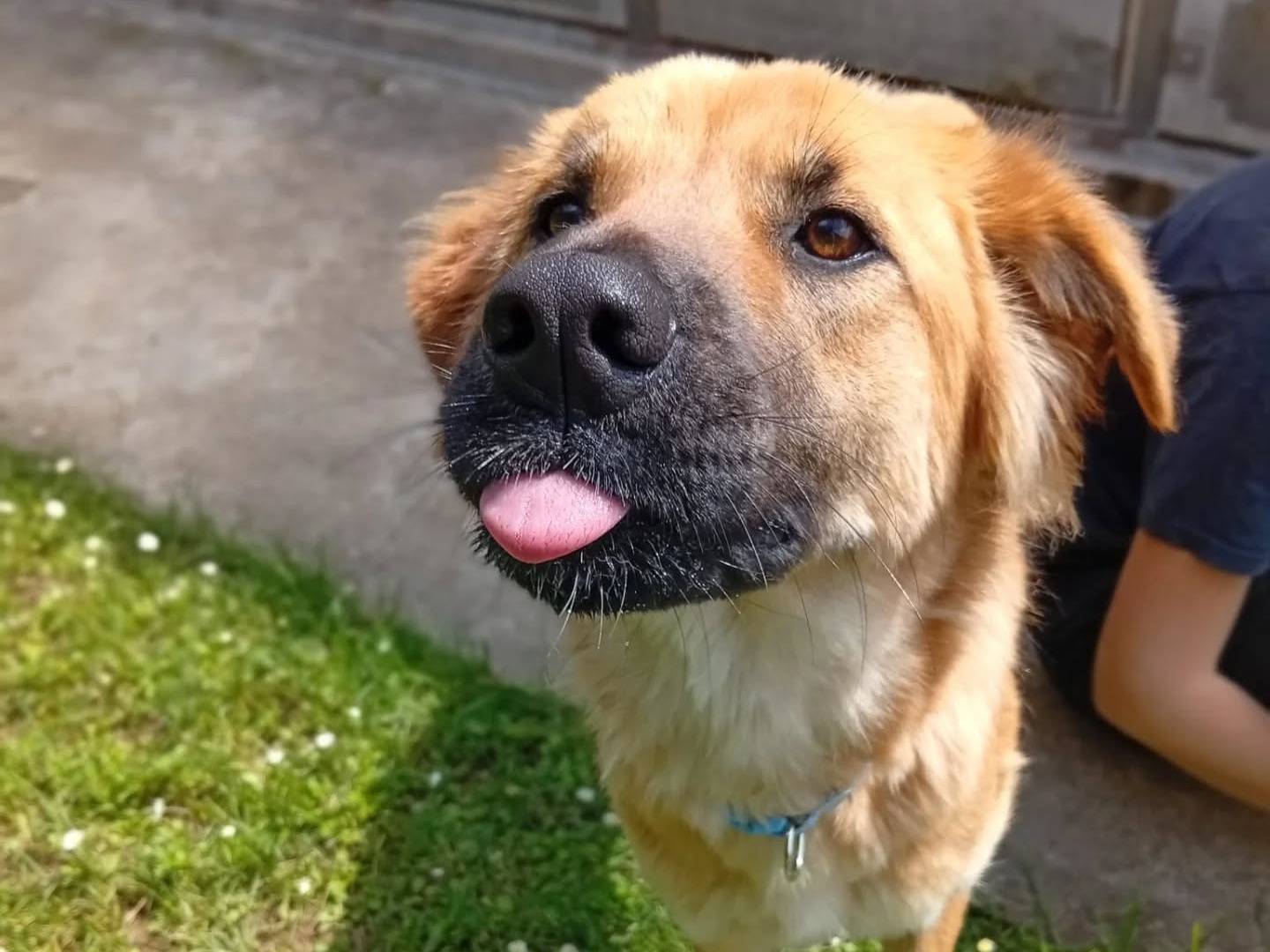 Adozione cane, femmina, Razza sconosciuta Razza sconosciuta, 2 anni, taglia media, Bergamo