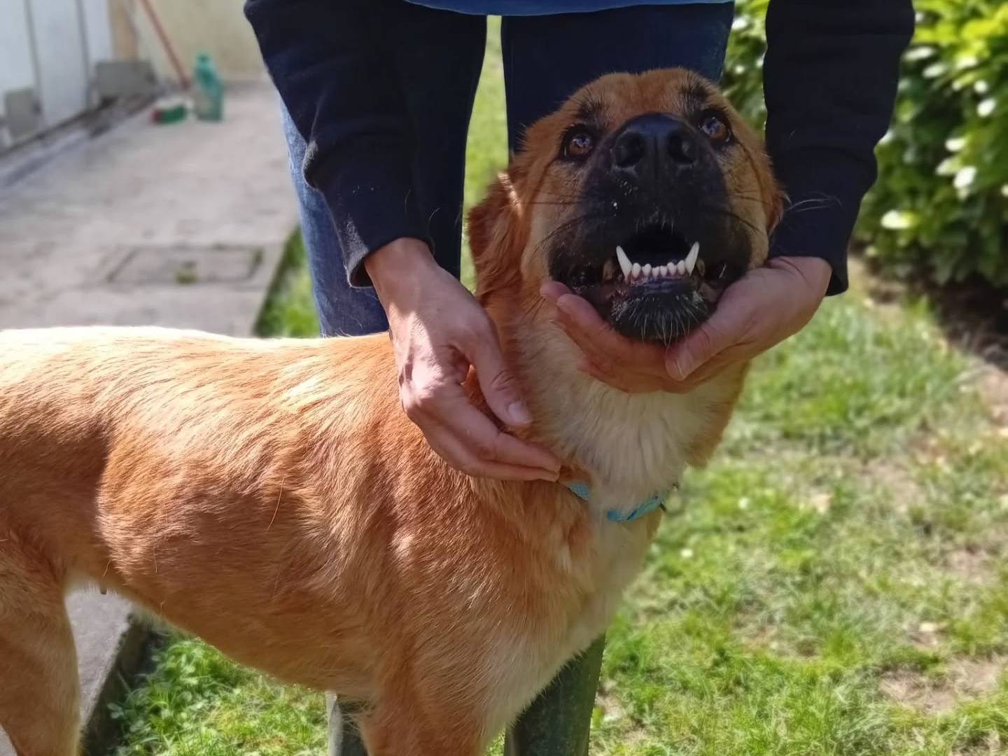 Adotta un cane, femmina, 2 anni, Bergamo