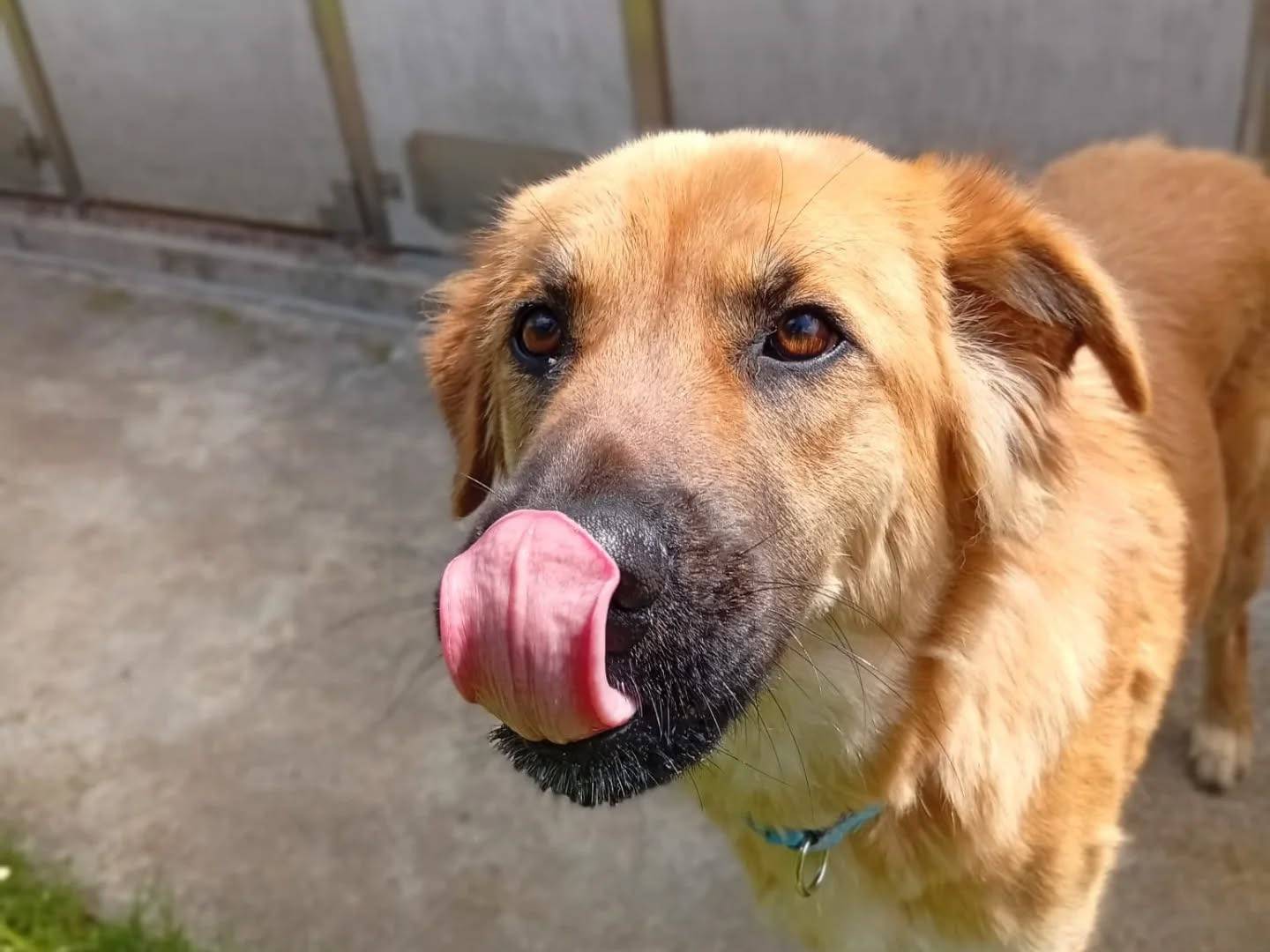 Adotta un cane, taglia media, femmina, Bergamo