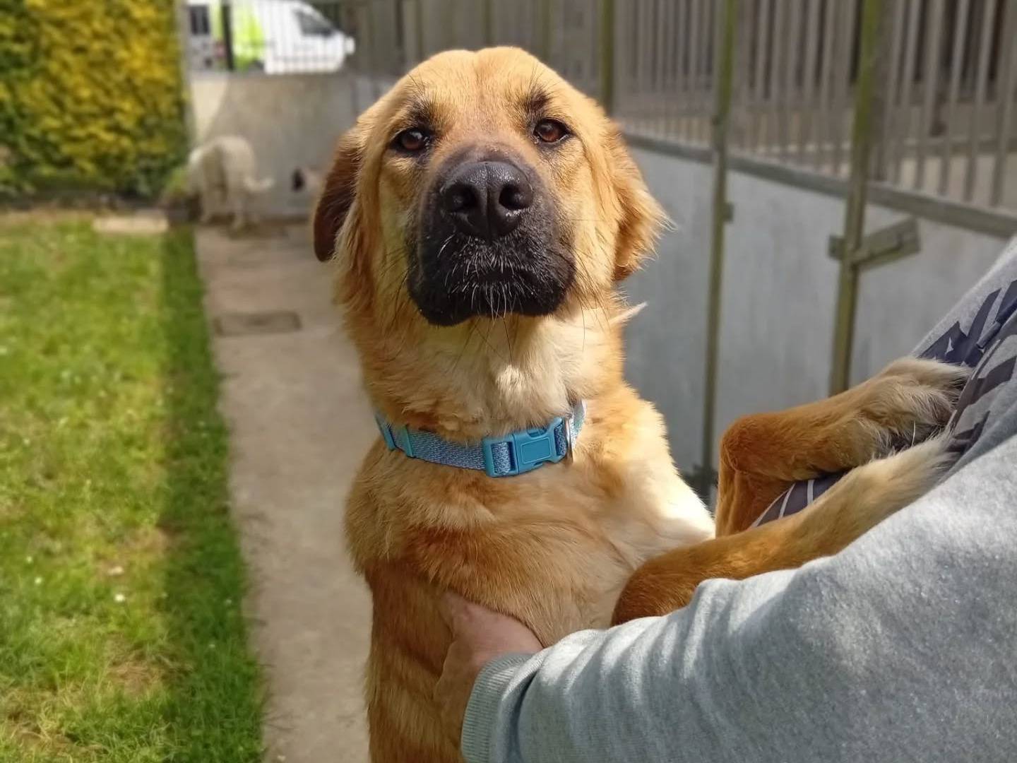 Vuoi adottare un cane a Bergamo?