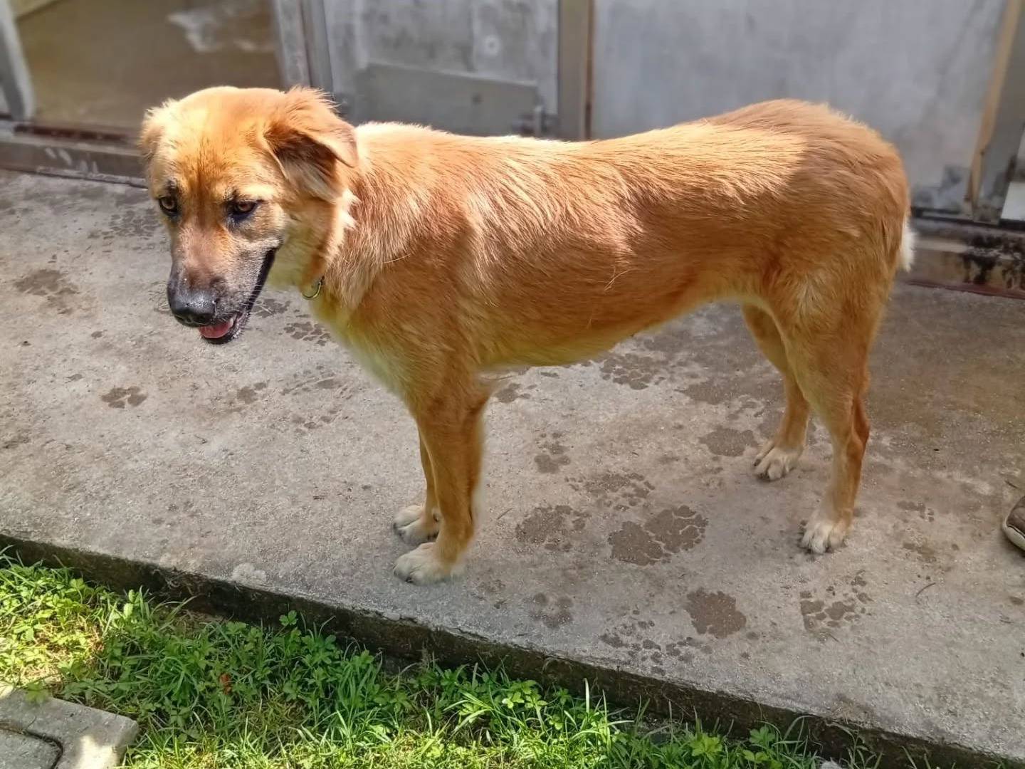 Adotta il cane Cloe a Bergamo