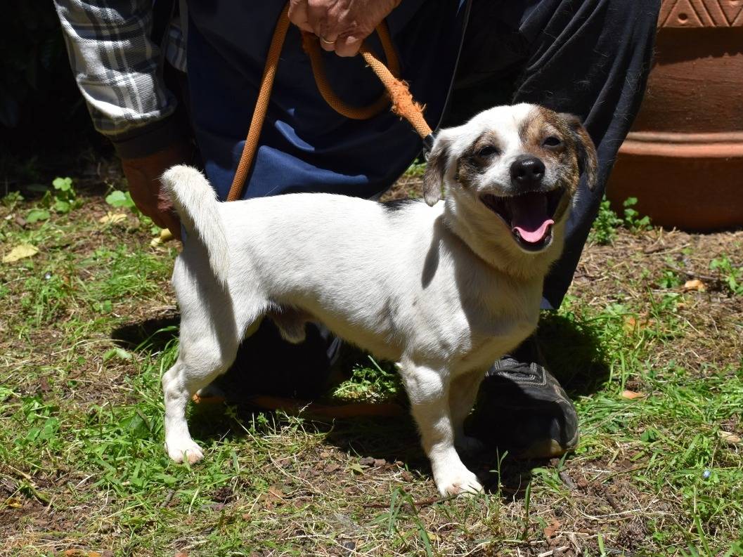 Adotta un cane, maschio, 2 anni e 2 mesi, Roma