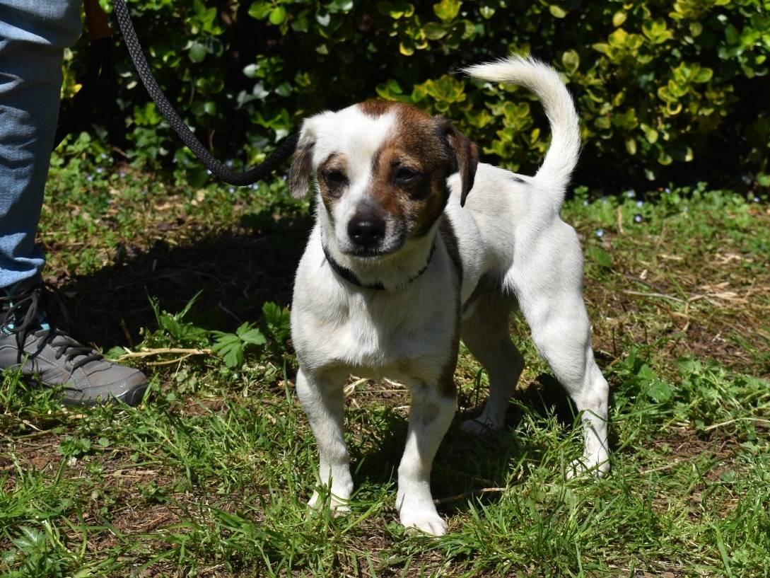 Adotta il cane GUALDINO a Roma