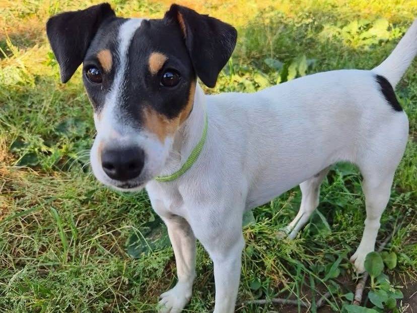 Adotta un cane, femmina, 5 mesi, Milano