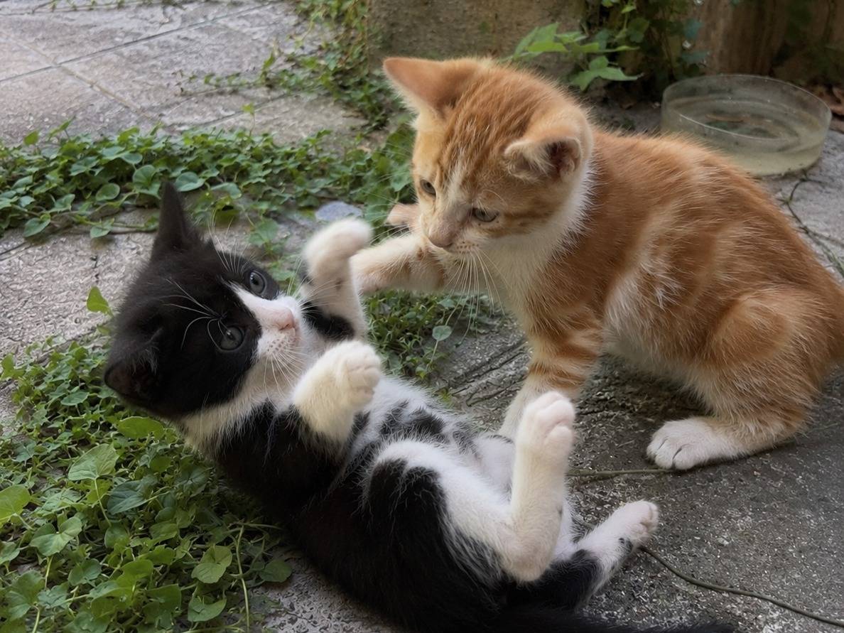 Adozione gatto, maschio, Razza sconosciuta Razza sconosciuta, 1 mesi, taglia non valida, Latina