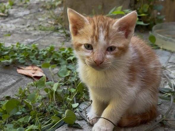 Adotta un gatto, maschio, 1 mesi, Latina