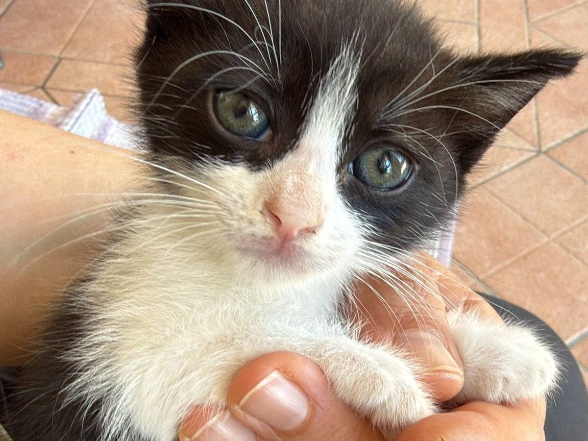 Adotta un gatto, taglia non valida, maschio, Latina