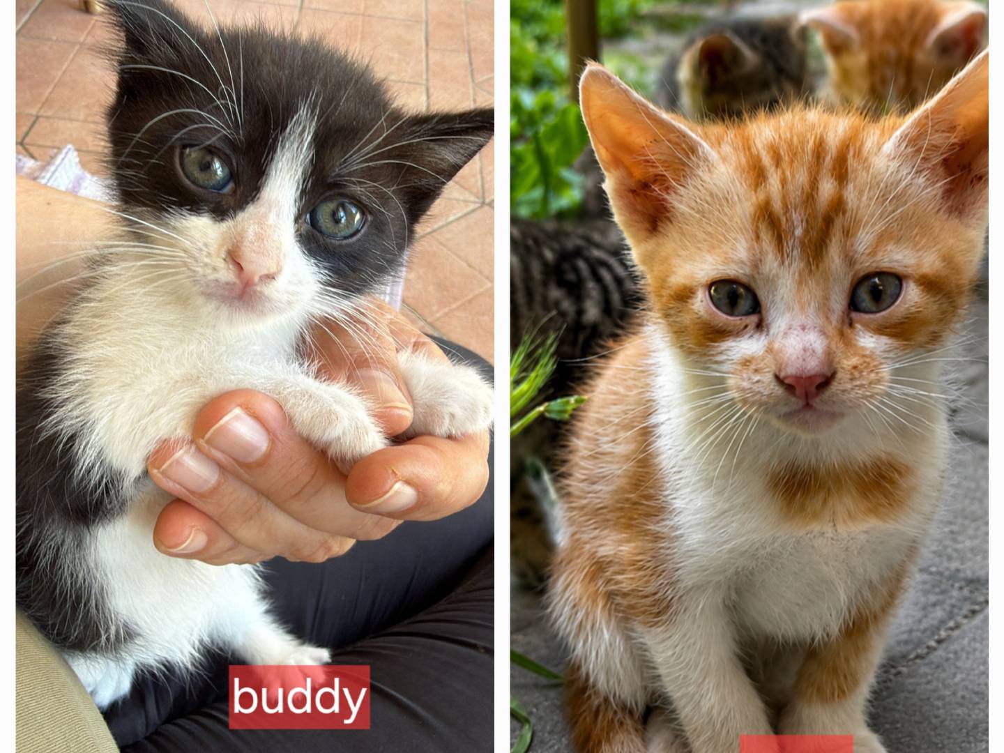 Vuoi adottare un gatto a Latina?