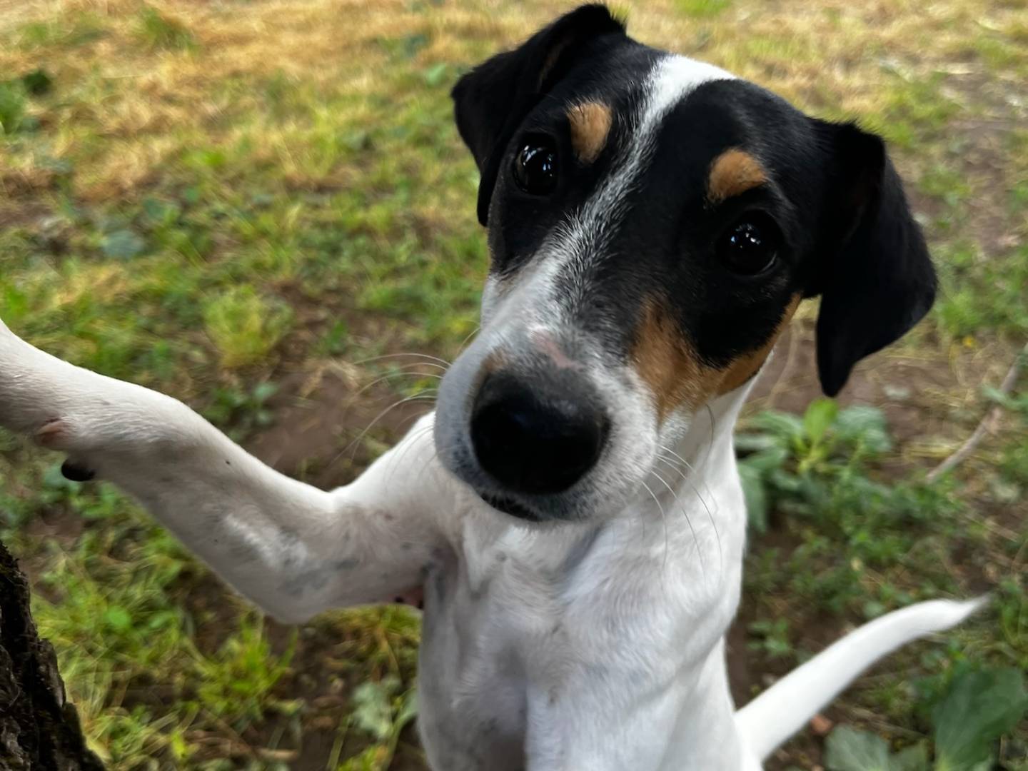 Adozione cane, femmina, Fox Terrier a pelo liscio Razza sconosciuta, 5 mesi, taglia piccola, Milano