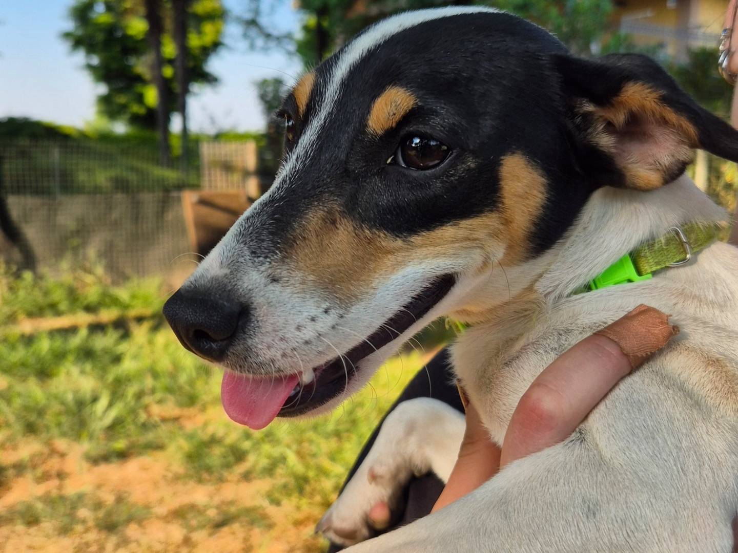 Adotta un cane, taglia piccola, femmina, Milano