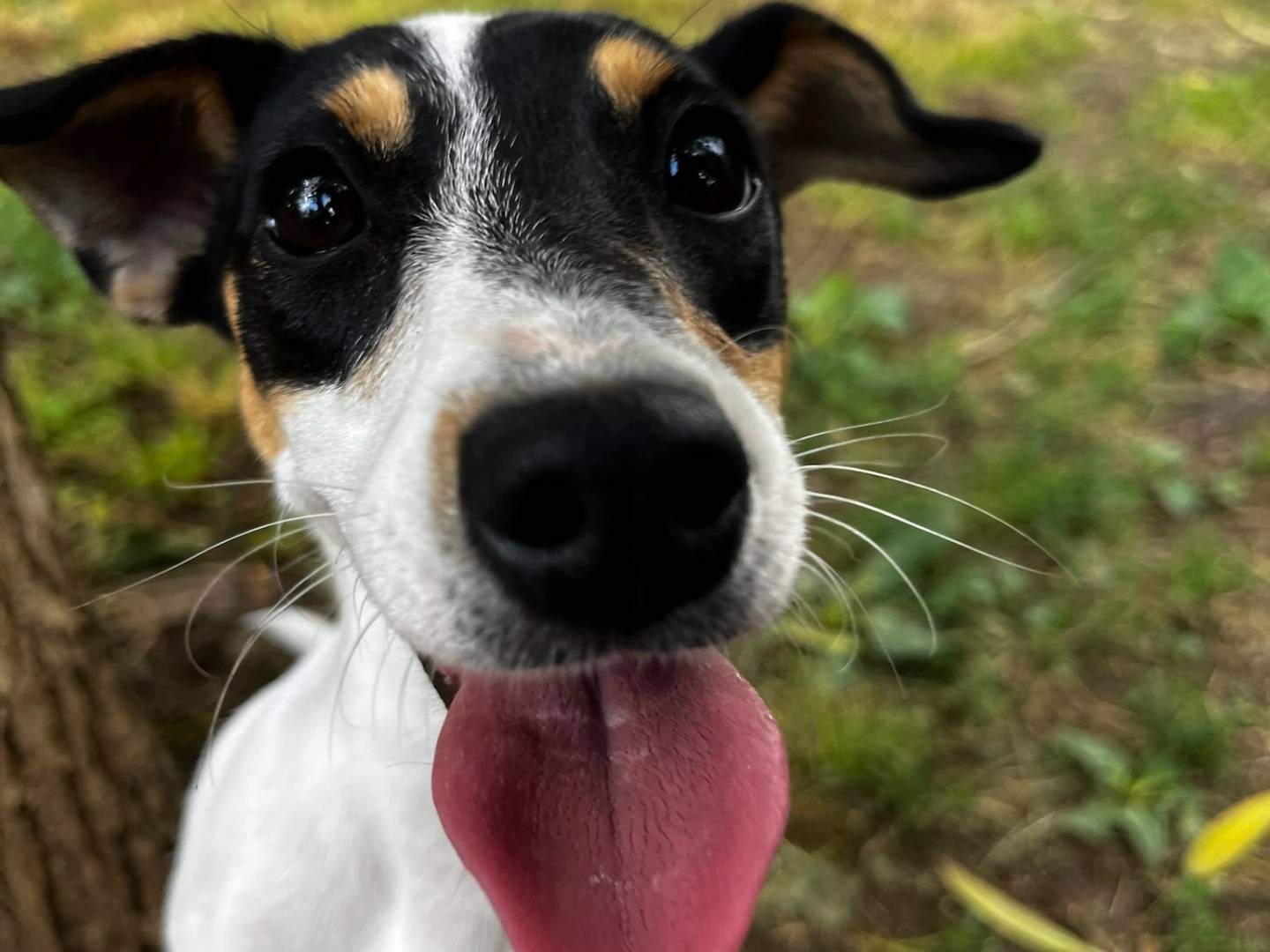 Vuoi adottare un cane a Milano?