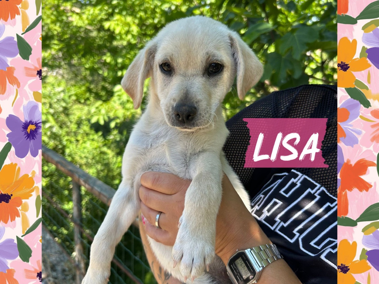 Adozione cane, femmina, Razza sconosciuta Razza sconosciuta, 2 mesi, taglia piccola, Catanzaro