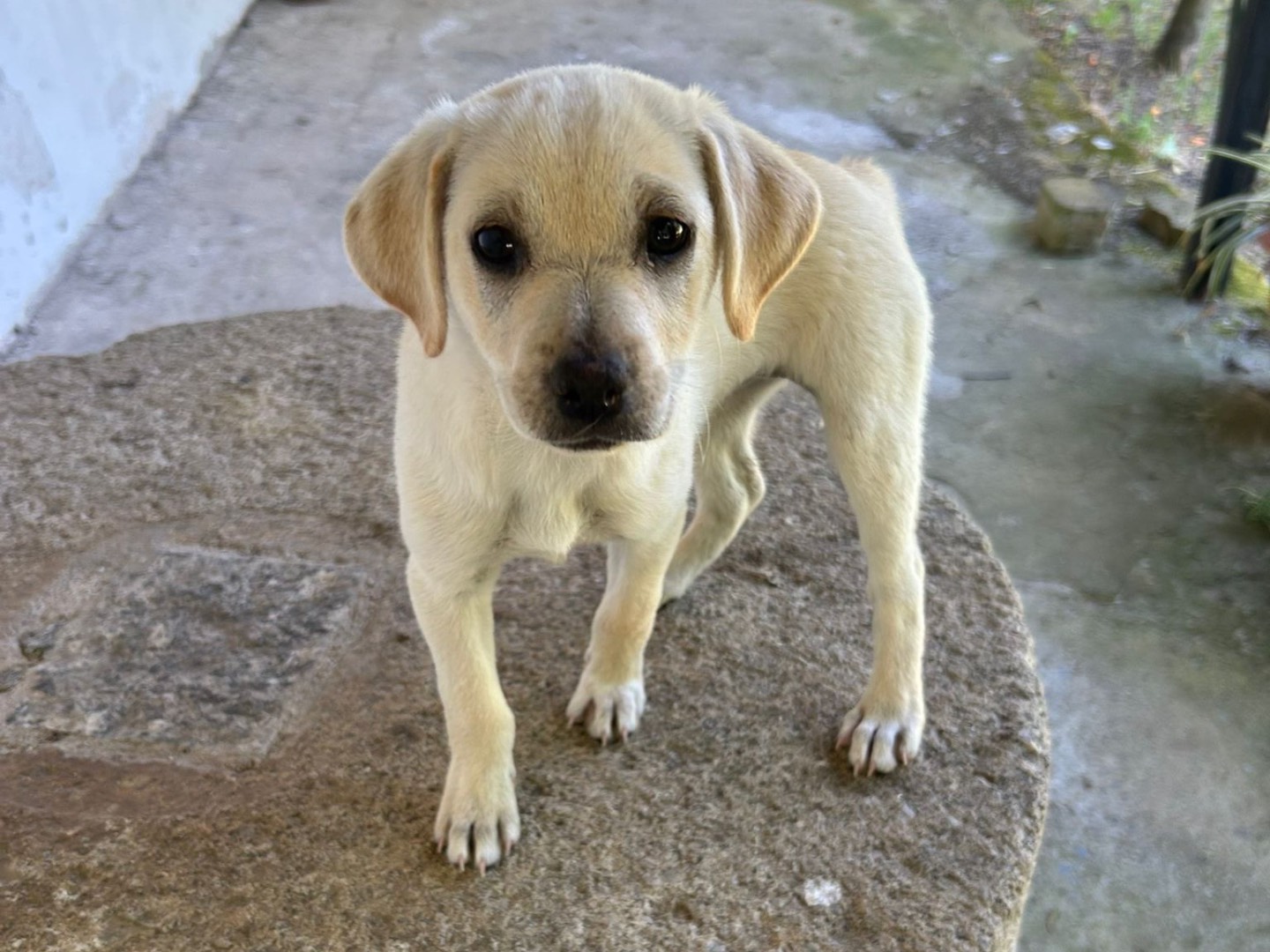 Adotta un cane, femmina, 2 mesi, Catanzaro