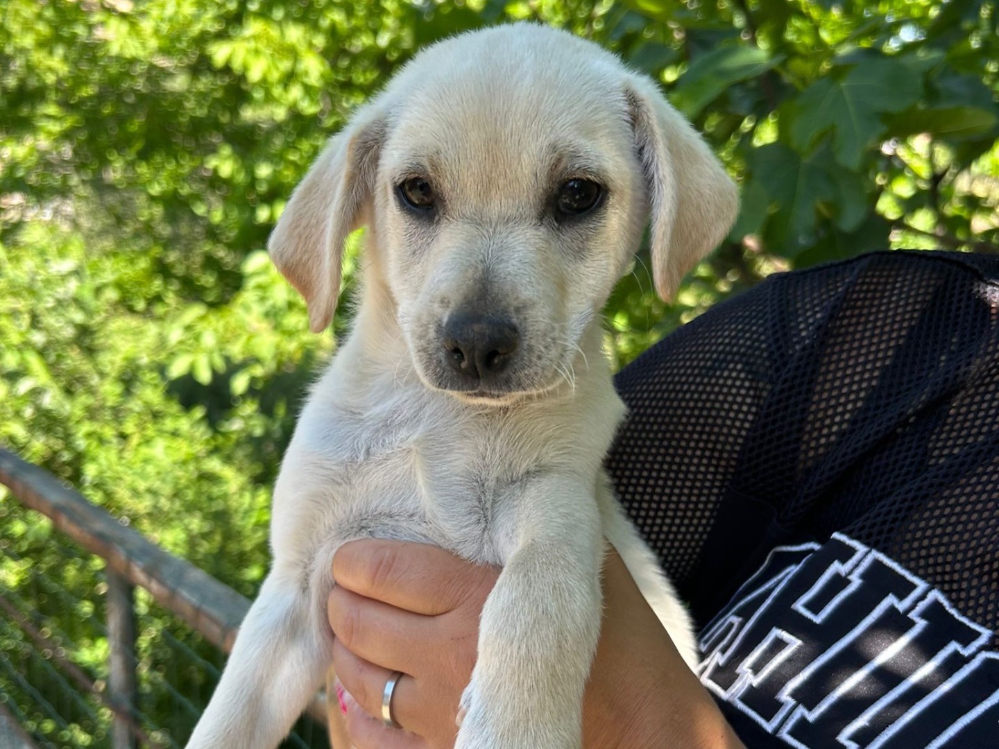 Adotta un cane, taglia piccola, femmina, Catanzaro